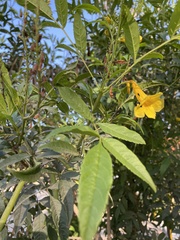 Tecoma stans