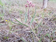 Asclepias fournieri