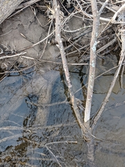 Emydoidea blandingii