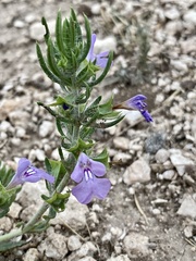 Salvia texana