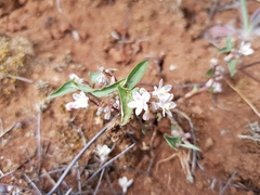 Jarilla heterophylla