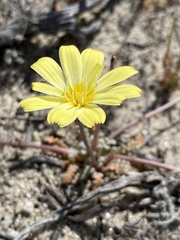 Anisocoma acaulis