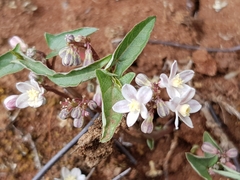 Jarilla heterophylla