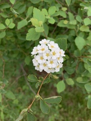 Spiraea cantoniensis