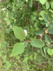 Spiraea cantoniensis