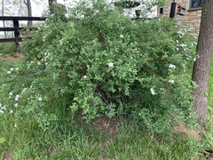 Spiraea cantoniensis