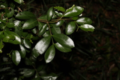 Cyclophyllum coprosmoides