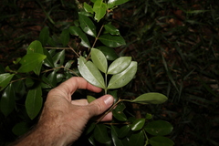 Cyclophyllum coprosmoides