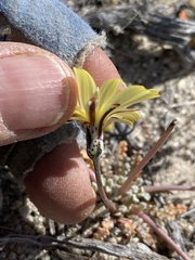 Anisocoma acaulis