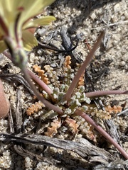 Anisocoma acaulis