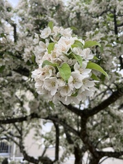 Malus