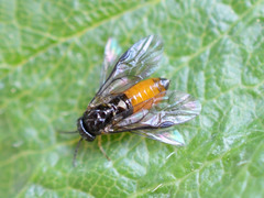 Halidamia affinis