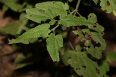 Abutilon oxycarpum