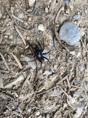 Antrodiaetus cerberus