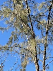 Casuarina equisetifolia
