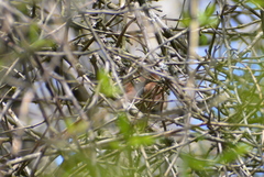 Luscinia megarhynchos