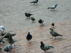 Columba livia domestica