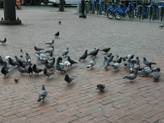 Columba livia domestica