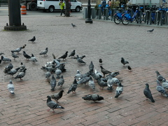 Columba livia domestica
