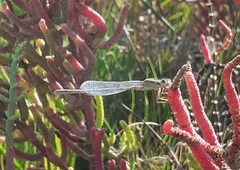 Ischnura fluviatilis