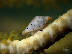 Cuspivolva howlandae