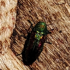 Chrysophana placida