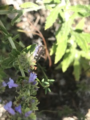 Acmaeodera prorsa