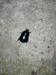 Pentodon bidens punctatus