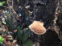 Microporellus obovatus
