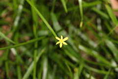 Tricoryne anceps
