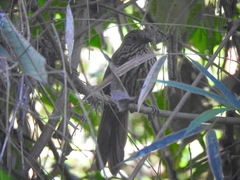 Thripadectes flammulatus