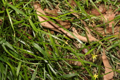 Tricoryne anceps