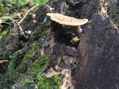Microporellus obovatus