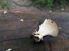 Microporellus obovatus