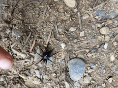 Antrodiaetus cerberus