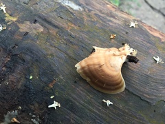 Microporellus obovatus