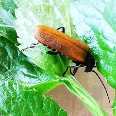 Cantharis palliata