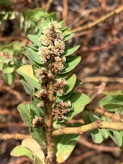 Euphorbia anthonyi