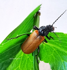 Cantharis palliata