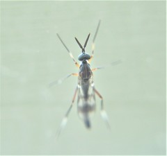 Henicomyia