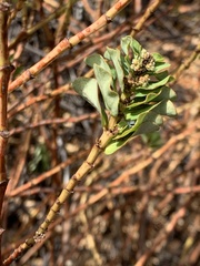 Euphorbia anthonyi