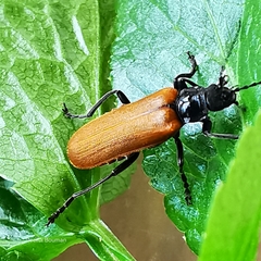 Cantharis palliata