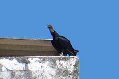 Coragyps atratus