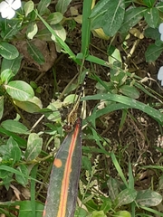 Erythrodiplax umbrata