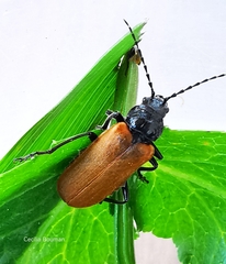 Cantharis palliata