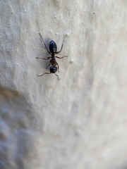 Camponotus hyatti