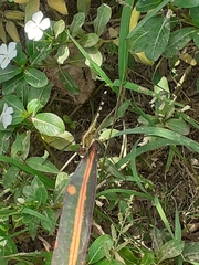 Erythrodiplax umbrata