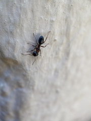 Camponotus hyatti