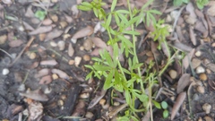 Hyaloperonospora floerkeae