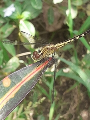 Erythrodiplax umbrata